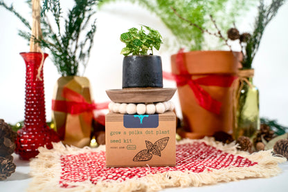 "Get Growing" Mindful Gardening Kit: Mindfulness Journal, Meditation Card + Growing Kit - Assorted (Winter Dreaming)